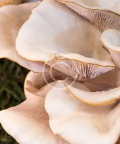 Crimini Mushrooms