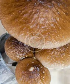 Maitake mushroom