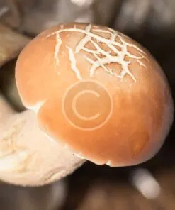 Portabella Mushroom