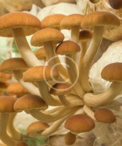 shiitake mushroom