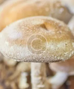 white button mushroom