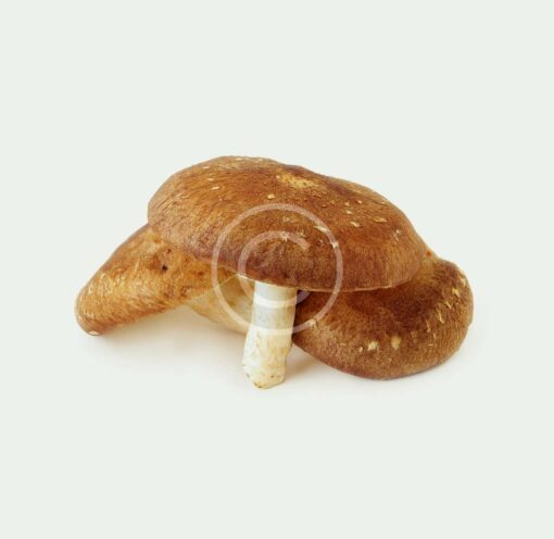 Mixed Shiitake Mushroom