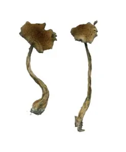 Dried Magic Mushrooms