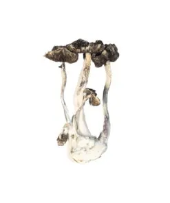 Albino A Magic Mushrooms
