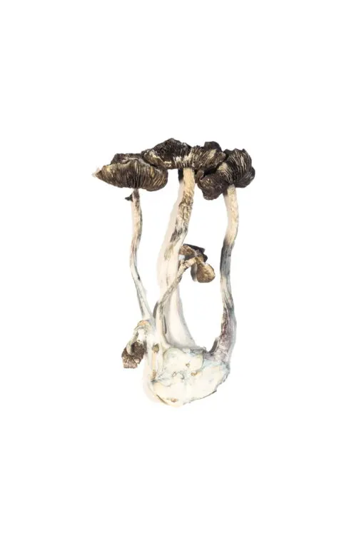 Albino A Magic Mushrooms Albino A Magic Mushrooms