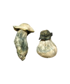 Ape magic mushrooms