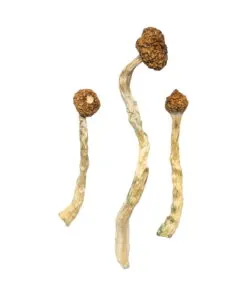 Arenal Volcano Mushrooms