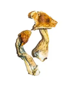 B Magic Mushrooms B Magic Mushrooms