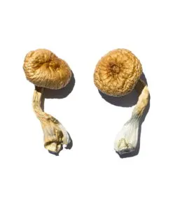 Cambodian Gold Mushroom