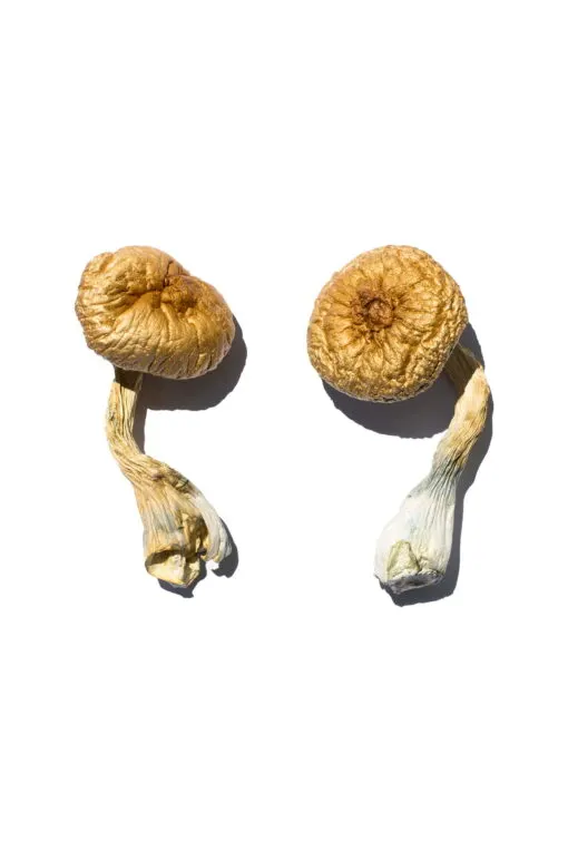 Cambodian Gold Mushroom Cambodian Gold Mushroom