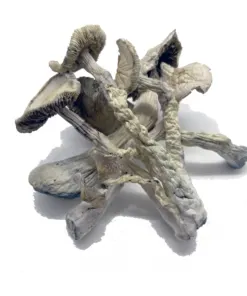 Great White Monster Magic Mushrooms