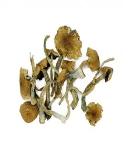 Golden Teacher Mushrooms