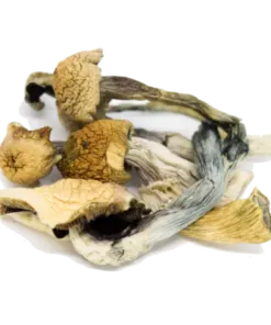 Ecuadorian Magic mushrooms
