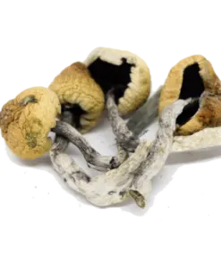 Malabar magic mushrooms