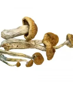 Mckennaii Magic Mushrooms