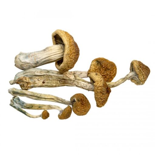 Mckennaii Magic Mushrooms