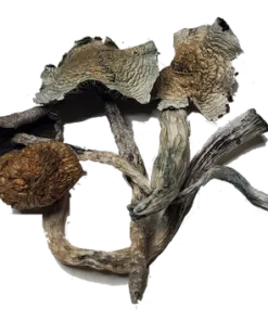 Treasure Coast Mushrooms