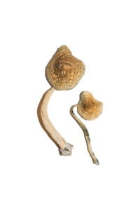 Cuban Magic Mushrooms