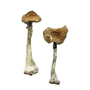 https://bestmushroomshop.com/index.php/product-category/dried-magic-mushrooms/