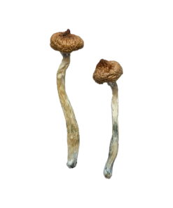Escondido Magic Mushrooms