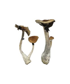 Koh Samui Magic Mushrooms