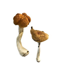 Malaysian Magic Mushrooms