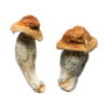 Melmac PE Magic Mushrooms