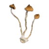Syzygy Magic Mushrooms