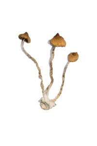 Syzygy Magic Mushrooms