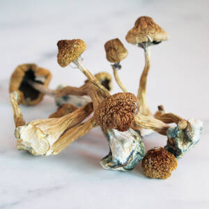 Transkei Magic Mushrooms