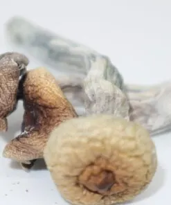 Mazatapec mushrooms