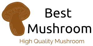 Mushroom Shop